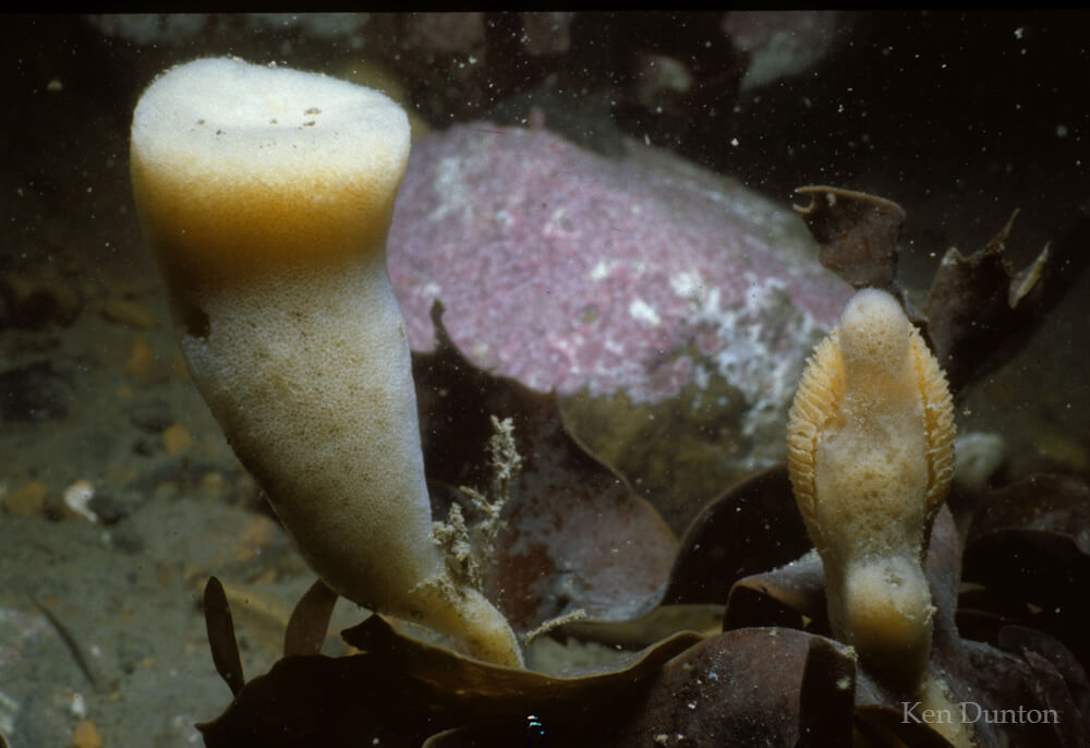 Sponges (Phakellia, Haliclona) and polychaete (Spinther sp.)